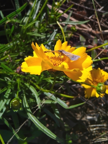 Glassy-winged Skipper