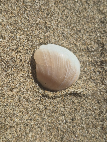 Josephine's moon snail