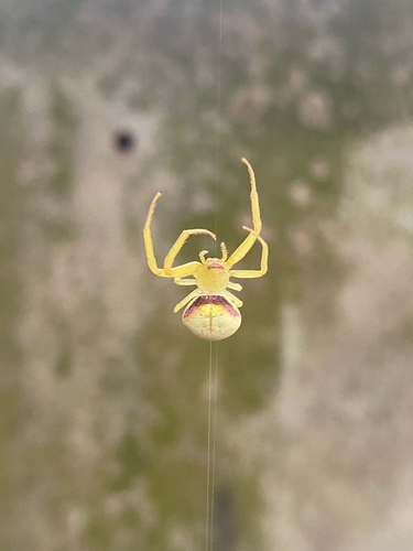 Misumenops callinurus