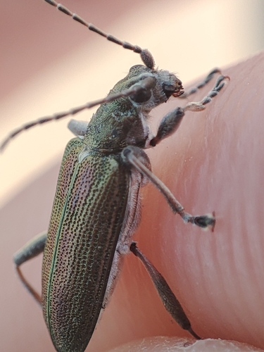 common reed beetle