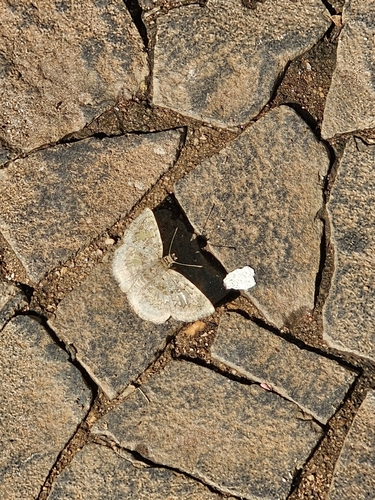 Glassy-winged Skipper
