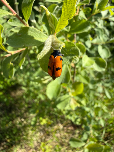 Four Spotted Leaf Beetle
