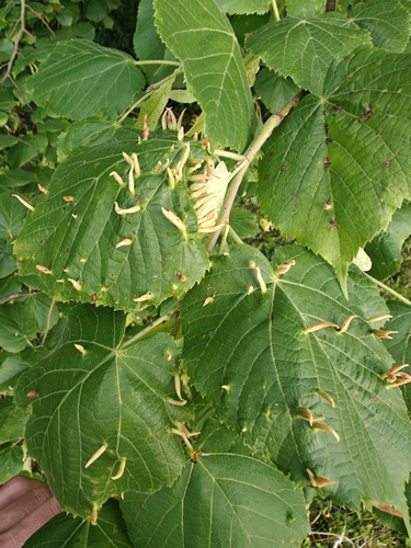 Red Nail Gall Mite