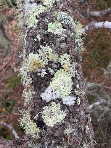 iNaturalist observation photo of typical shield lichens