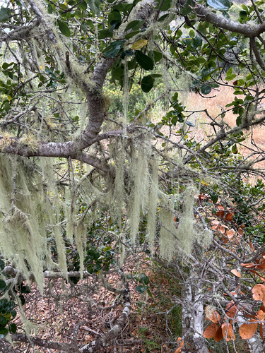 iNaturalist observation photo of lace lichen