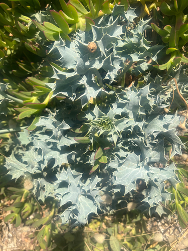 Sea Holly