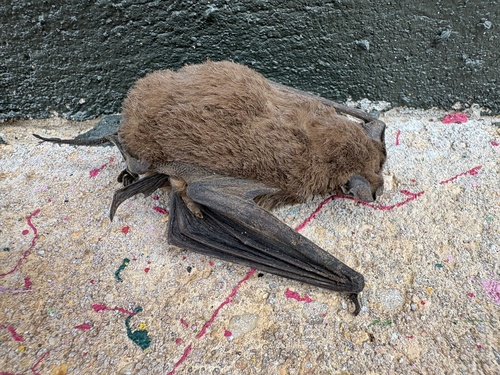 Mexican Free-tailed Bat observed by hannah_creel