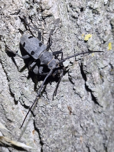 Morimus funereus