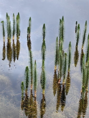 Common Mare's Tail