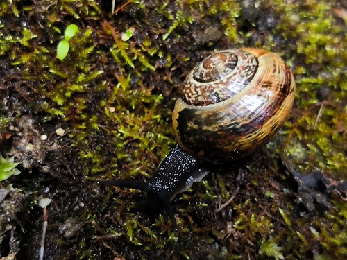 Copse Snail