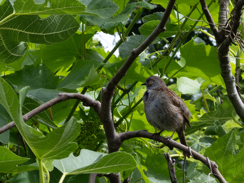 Dunnock