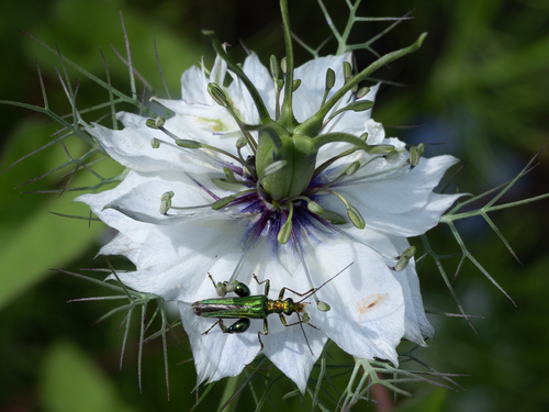 Thick-legged Flower Beetle