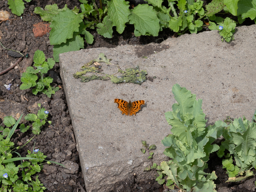 European Comma