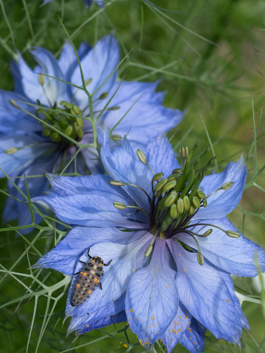 Seven-spotted Lady Beetle