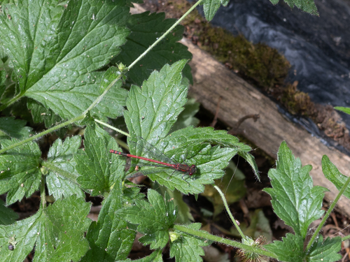 Large Red Damselfly