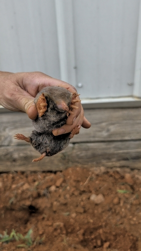 Eastern Mole observed by raymae21