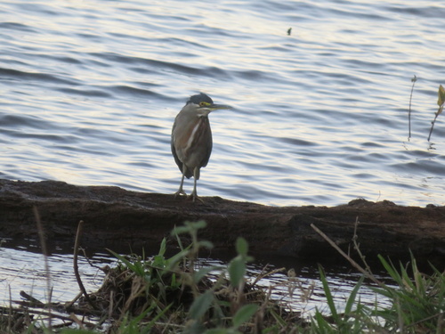 Striated Heron