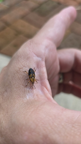 Silky Cane Weevil
