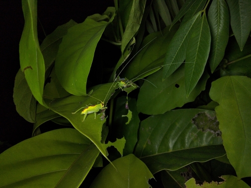 giant false-leaf katydid