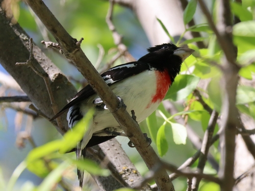 Rose-breasted Grosbeak