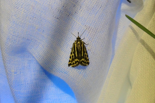 Spotted Sulphur