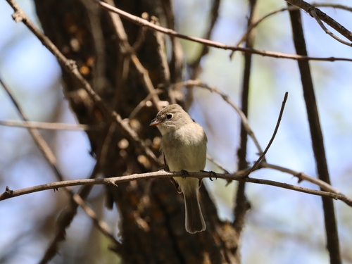 Least Flycatcher