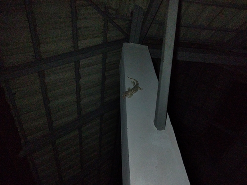 Tokay Gecko