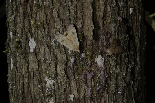 Large Yellow Underwing