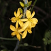 Echeandia montealbanensis - Photo (c) M. Domínguez-Laso, todos los derechos reservados, subido por M. Domínguez-Laso