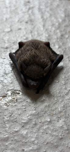 Evening Bat observed by pelicanromance