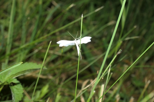 White Plume Moth