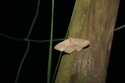 common pink-barred