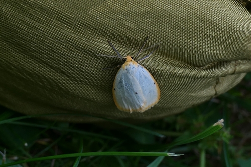 Four-dotted Footman
