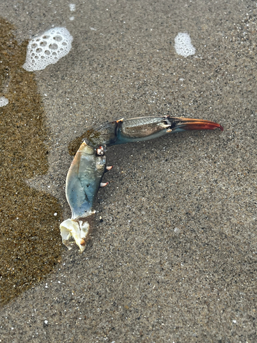 Atlantic Blue Crab