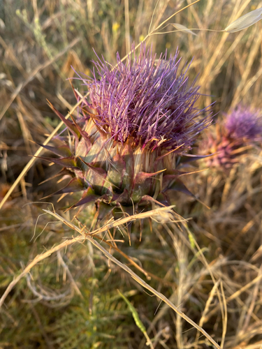 Dwarf Artichoke