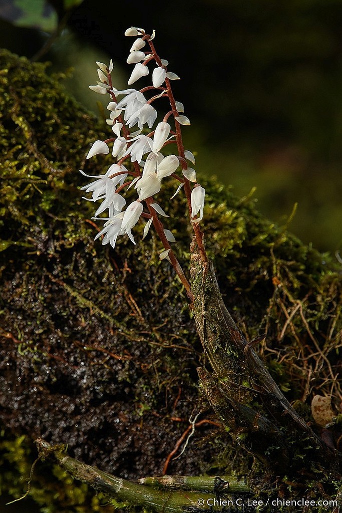 Pinalia bicolor (Pinalia bicolor)