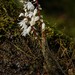 Pinalia bicolor - Photo (c) Chien Lee, todos os direitos reservados, uploaded by Chien Lee