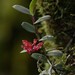 Robiquetia brevifolia - Photo (c) Chien Lee, todos os direitos reservados, uploaded by Chien Lee