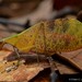 Leptoderes ornatipennis - Photo (c) Chien Lee, todos los derechos reservados, uploaded by Chien Lee