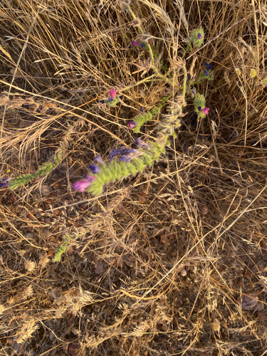 purple viper's-bugloss