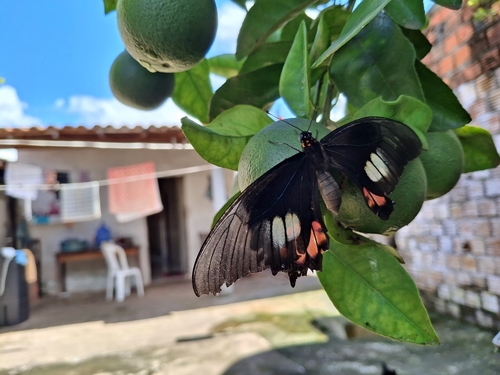Ruby-spotted Swallowtail