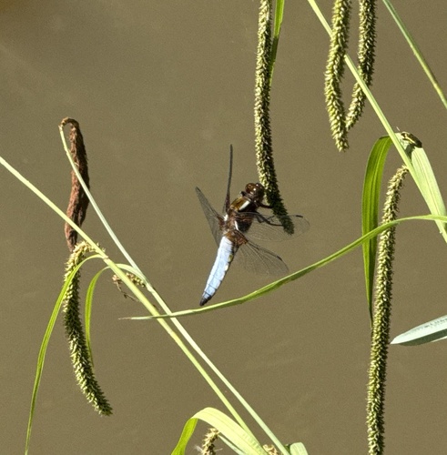 Broad-bodied Chaser