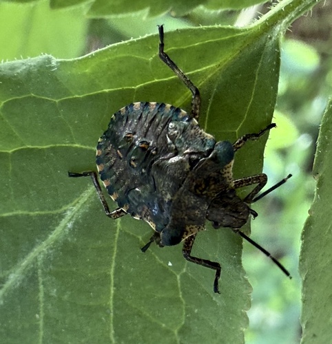 Forest Bug