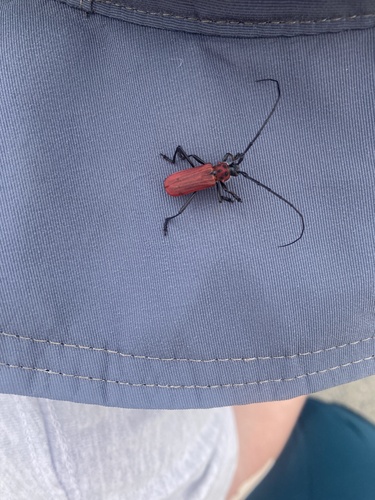 Red Longicorn Beetle