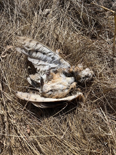 iNaturalist observation photo of American Barn Owl