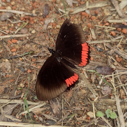 Southern Red Rim