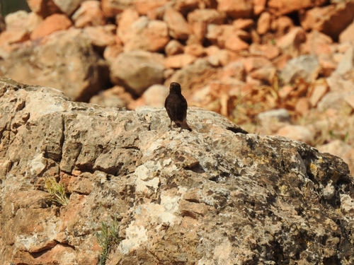 Black Wheatear