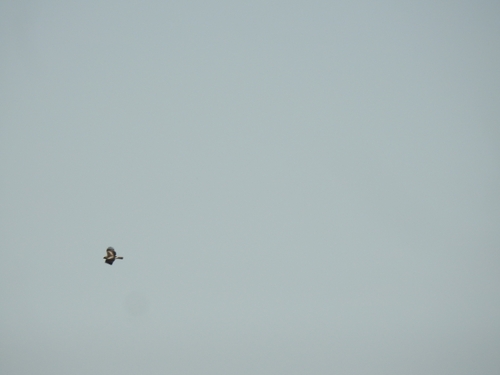 Booted Eagle