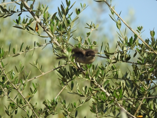 Western Orphean Warbler