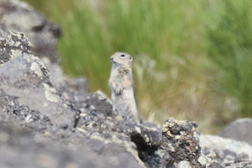 Townsend's Ground Squirrel observed by alexander52701